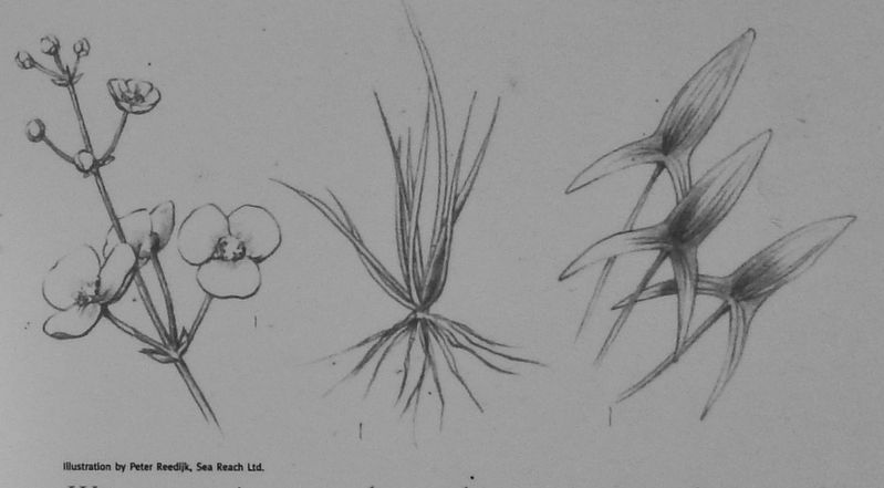 Marker detail: Wapato image. Click for full size.