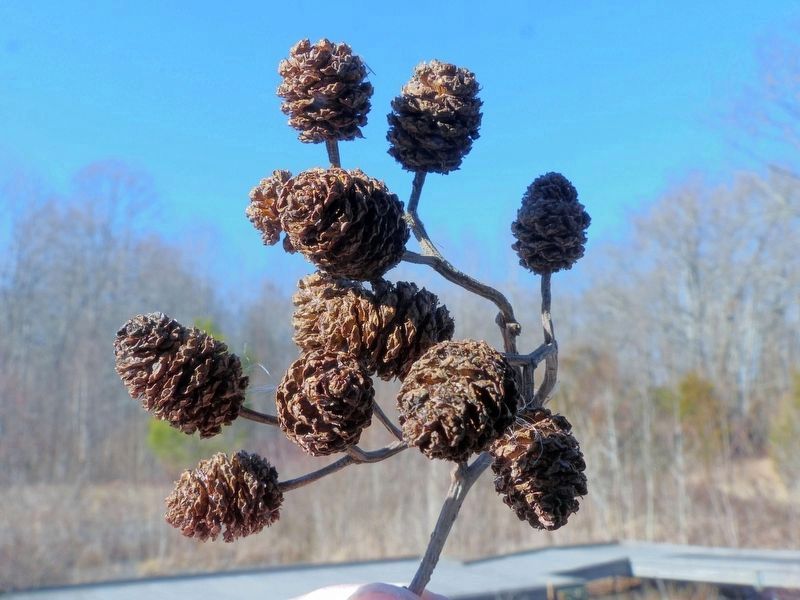 Alder Cones. Click for full size. Alder Cones image. Click for full size.