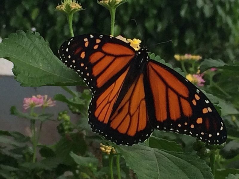 A monarch butterfly seen at the Autonomous University of Quertaro image. Click for full size.