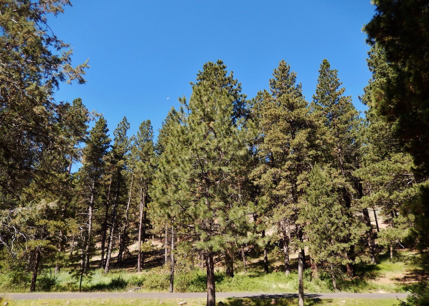 Ponderosa Pine Trees at Chandler State Wayside image. Click for full size.