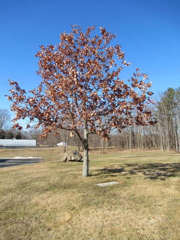 Descendant of the Original Charter Oak Marker. Click for full size. Descendant of the Original Charter Oak Marker image. Click for full size.