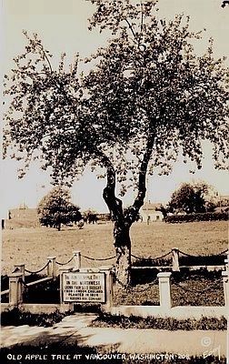 The Old Apple Tree, Fort Vancouver. Click for full size. The Old Apple Tree, Fort Vancouver image. Click for full size.