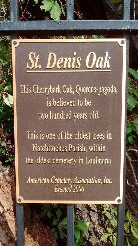St. Denis Oak image. Click for full size.