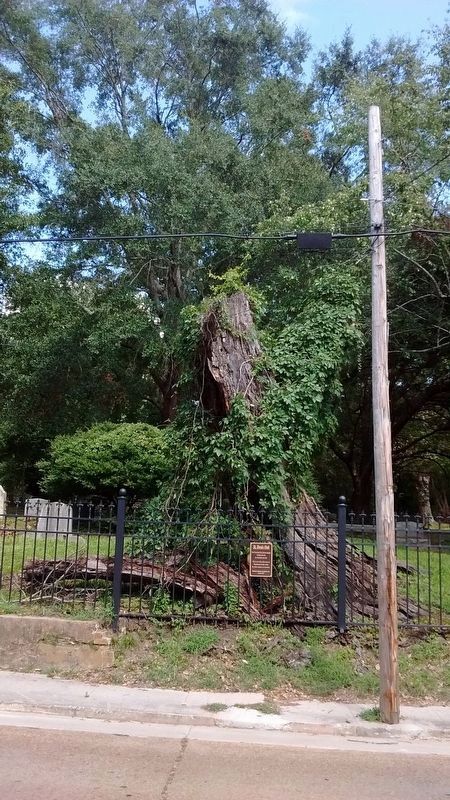 St. Denis Oak. Click for full size. St. Denis Oak image. Click for full size.
