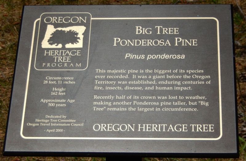 Big Tree Ponderosa Pine Marker. Click for full size. Big Tree Ponderosa Pine Marker image. Click for full size.