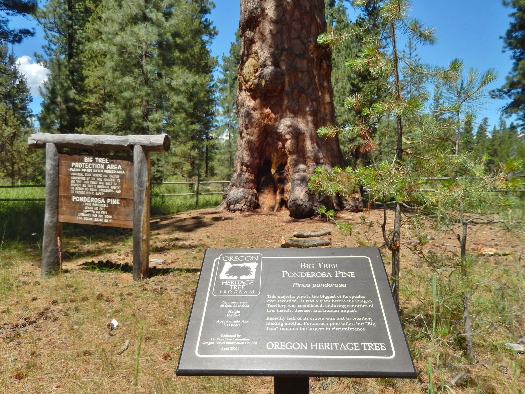 Big Tree Ponderosa Pine Marker (<i>wide view</i>). Click for full size. Big Tree Ponderosa Pine Marker (<i>wide view</i>) image. Click for full size.