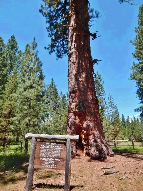 Big Tree Protection Area sign image. Click for full size.