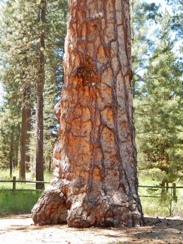 Big Tree Ponderosa Pine Trunk image. Click for full size.