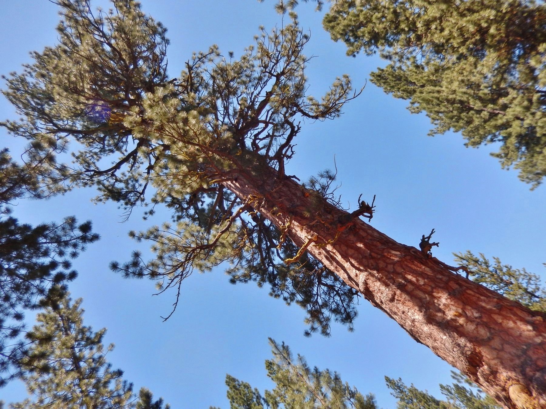 Big Tree Ponderosa Pine Top image. Click for full size.