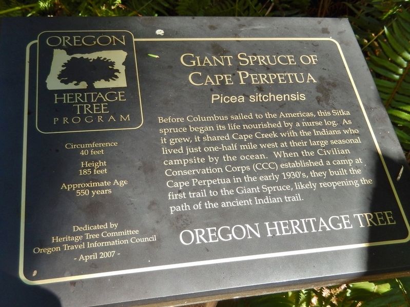Giant Spruce of Cape Perpetua Marker image. Click for full size.