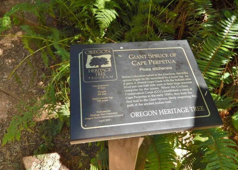 Giant Spruce of Cape Perpetua Marker (<i>wide view</i>) image. Click for full size.