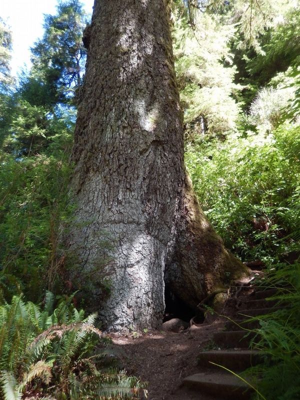 Giant Sitka Spruce trunk (<i>in front of marker</i>) image. Click for full size.