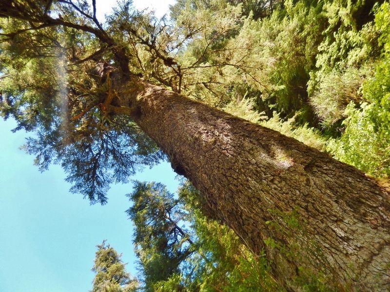 Giant Sitka Spruce top (<i>above marker</i>) image. Click for full size.