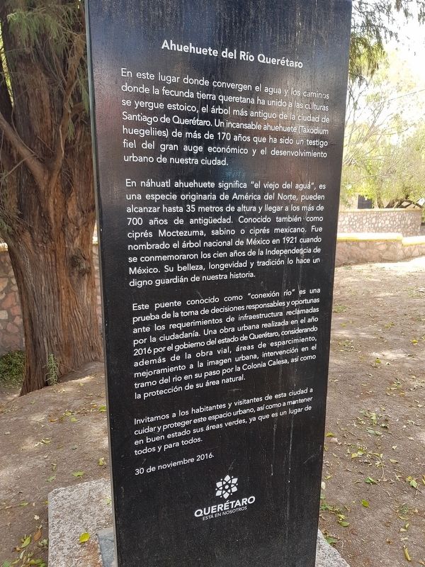 The Ahuehuete of the Quertaro River Marker image. Click for full size.