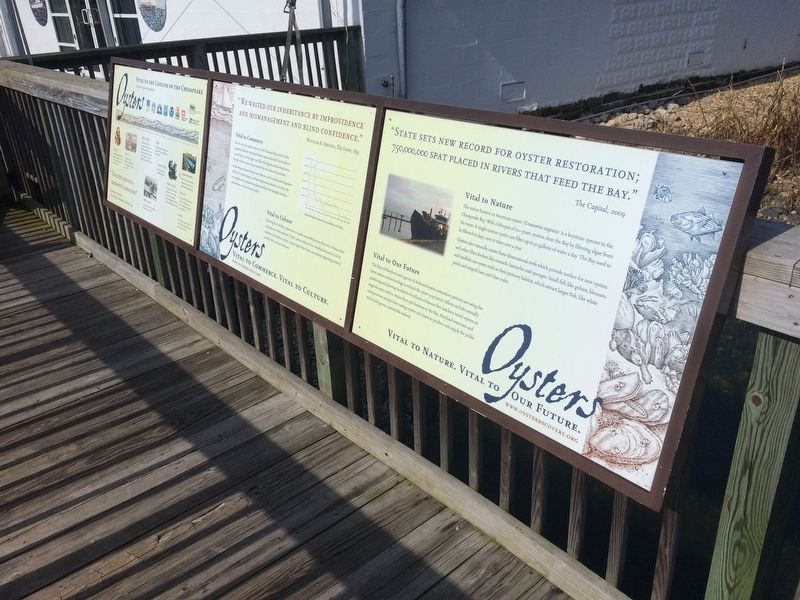 Oysters: Vital to the Lifeline of the Chesapeake Marker image. Click for full size.