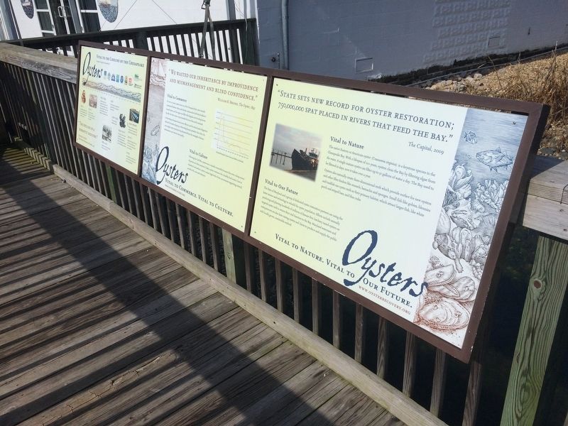 Oysters: Vital to the Lifeline of the Chesapeake Marker. Click for full size. Oysters: Vital to the Lifeline of the Chesapeake Marker image. Click for full size.