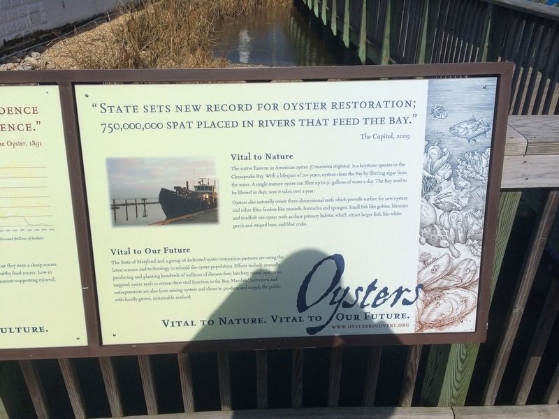 Oysters: Vital to Nature. Vital to Our Future. Marker image. Click for full size.