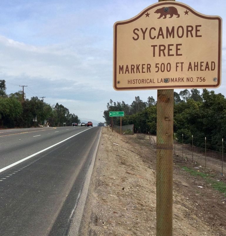 Sycamore Tree street sign image. Click for full size.