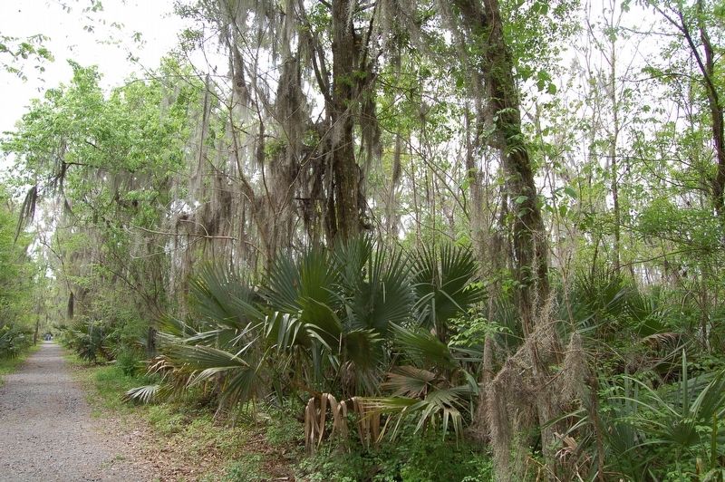 Mandalay NWR Walk. Click for full size. Mandalay NWR Walk image. Click for full size.