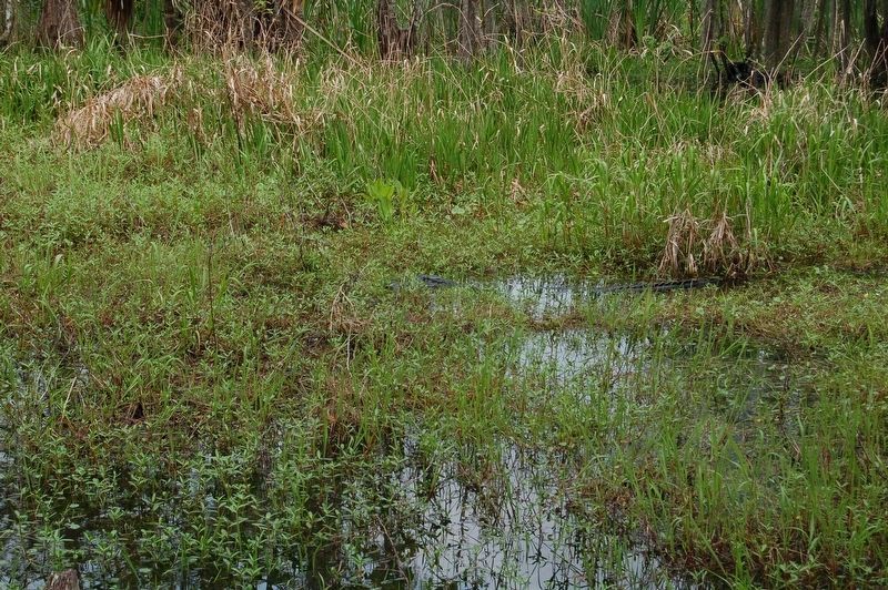 Alligator in the bayou at Mandalay image. Click for full size.