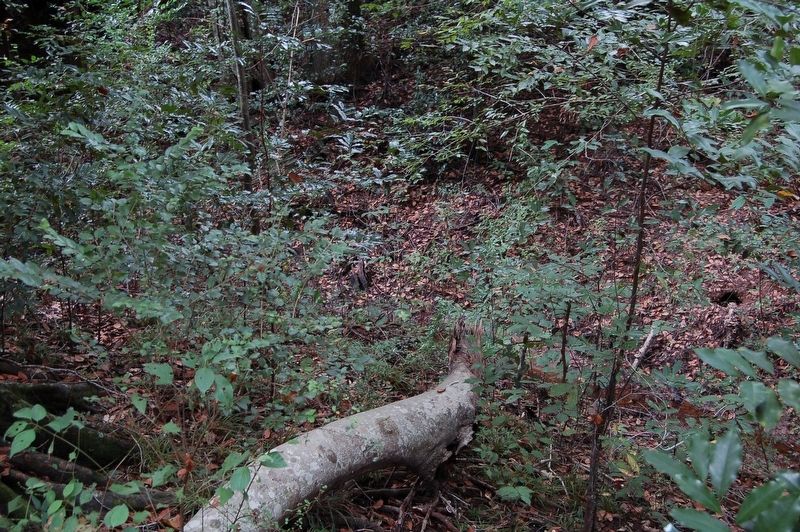 Upland Hardwoods Marker image. Click for full size.