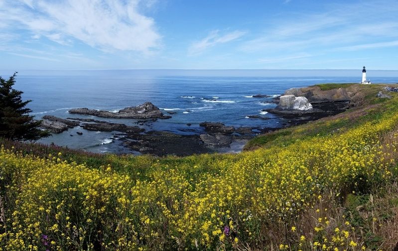 Yaquina Head and Cliff (<i>wide view</i>) image. Click for full size.