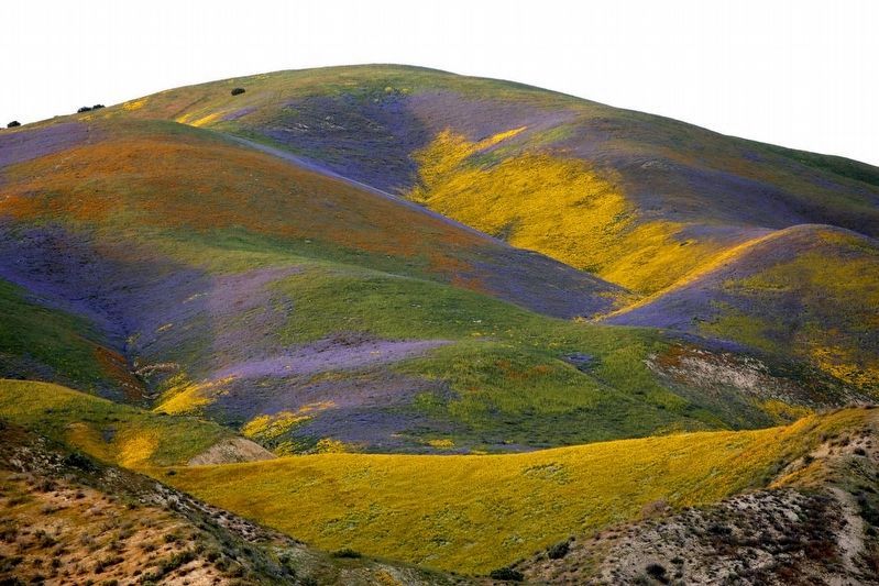 Carrizo Plain Spring Wildflowers. Click for full size. Carrizo Plain Spring Wildflowers image. Click for full size.