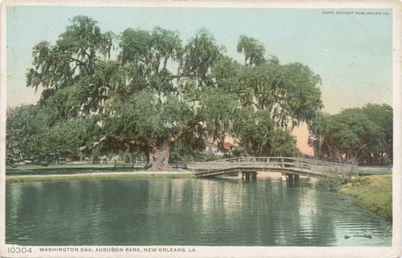 <i>Washington Oak, Audubon Park, New Orleans, La.</i>. Click for full size. <i>Washington Oak, Audubon Park, New Orleans, La.</i> image. Click for full size.