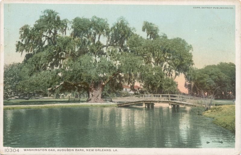 <i>Washington Oak, Audubon Park, New Orleans, La.</i> image. Click for full size.