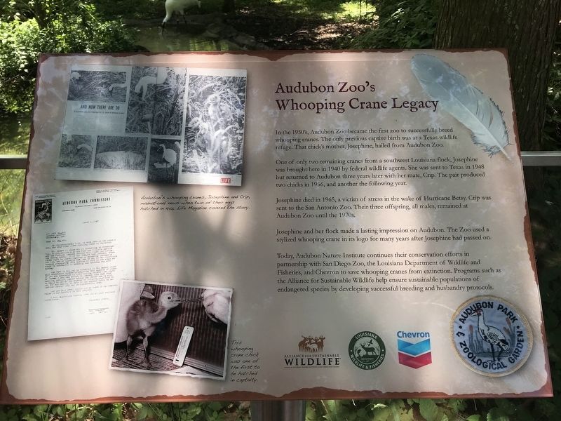 Audubon Zoo's Whooping Crane Legacy Marker. Click for full size. Audubon Zoo's Whooping Crane Legacy Marker image. Click for full size.