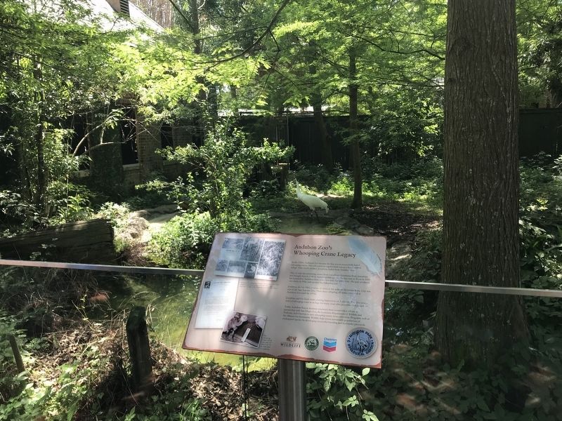 Audubon Zoo's Whooping Crane Legacy Marker. Click for full size. Audubon Zoo's Whooping Crane Legacy Marker image. Click for full size.