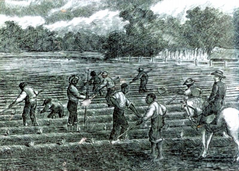 “Our Maryland”<br>Slaves in Tobacco Field image. Click for full size.