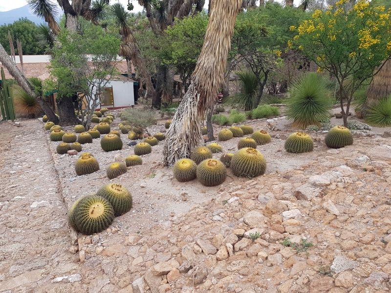 An example of some barrel cactii at the Botanical Garden of Cadereyta image. Click for full size.