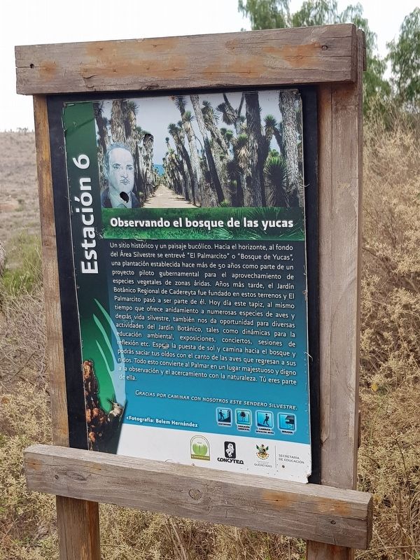 Observing the Yucca Forest Marker image. Click for full size.