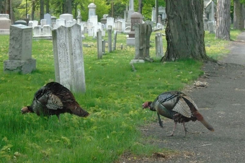 Valley Cemetery Turkey image. Click for full size.