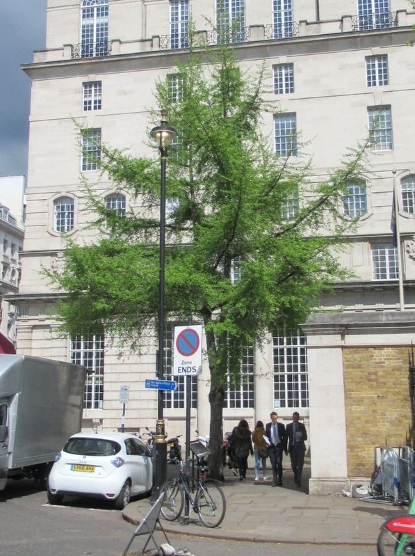 Westminster Tree Trust Marker. Click for full size. Westminster Tree Trust Marker image. Click for full size.