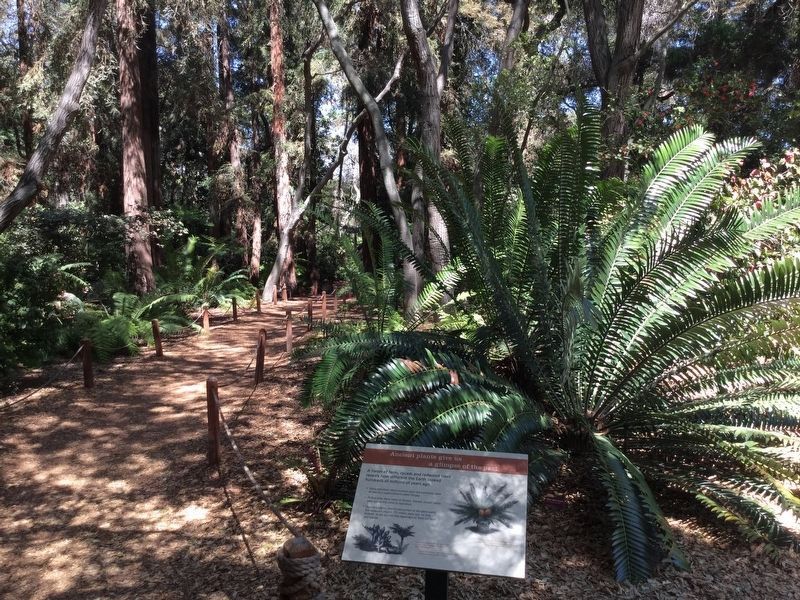 Ancient Plants. Click for full size. Ancient Plants image. Click for full size.