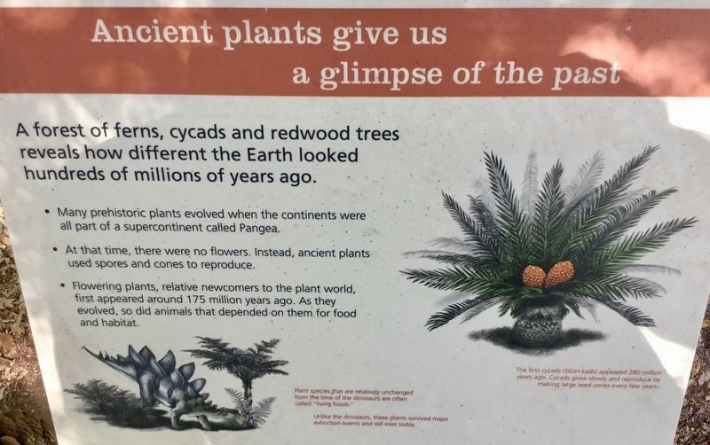 Ferns, Cycads, and Redwood Trees. Click for full size. Ferns, Cycads, and Redwood Trees image. Click for full size.