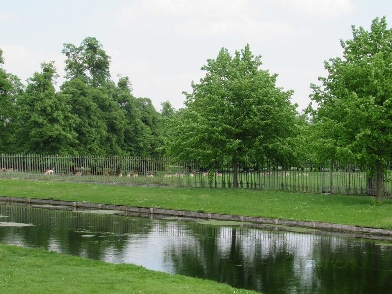 Fallow deer in Home Park, descended from Henry VIII�s original herd. image. Click for full size.