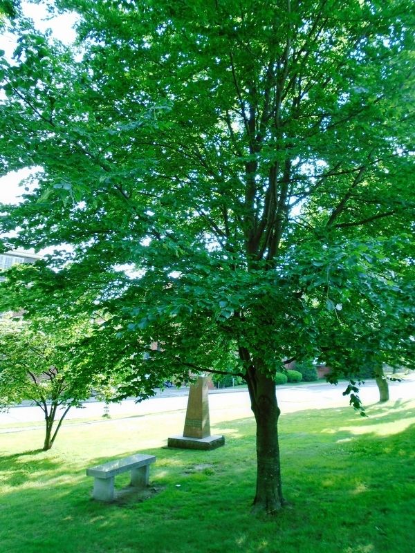 443rd Anti-Aircraft Artillery Battalion Memorial Bench and Beech Tree image. Click for full size.