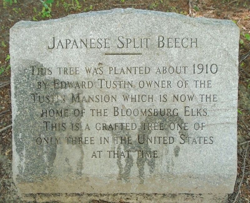 Japanese Split Beech Marker image. Click for full size.