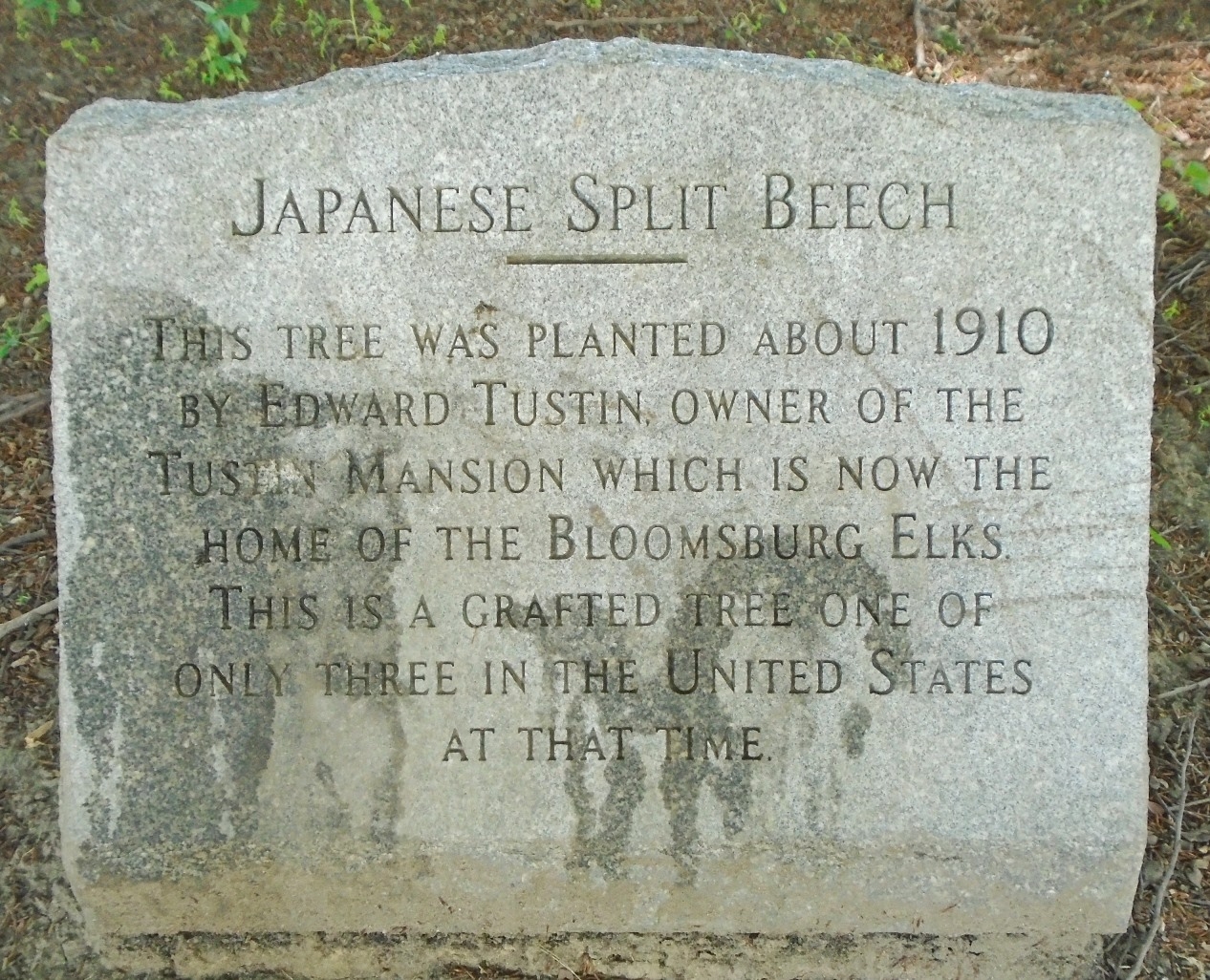 Japanese Split Beech Marker
