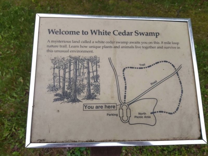 White Cedar Swamp Trail Marker image. Click for full size.