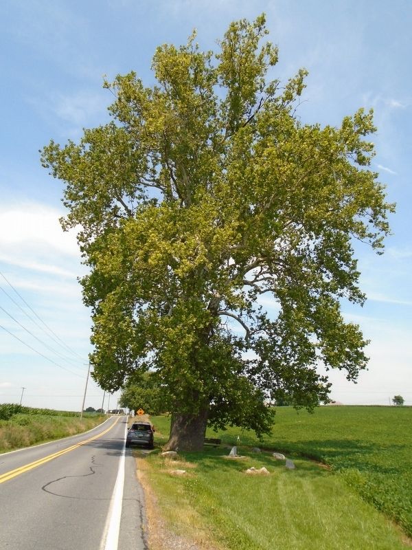 American Sycamore Tree image. Click for full size.