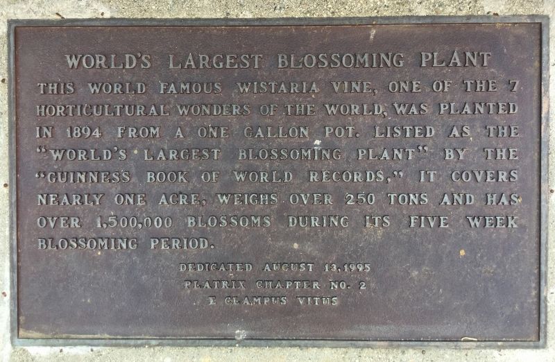 Worlds Largest Blossoming Plant Marker image. Click for full size.