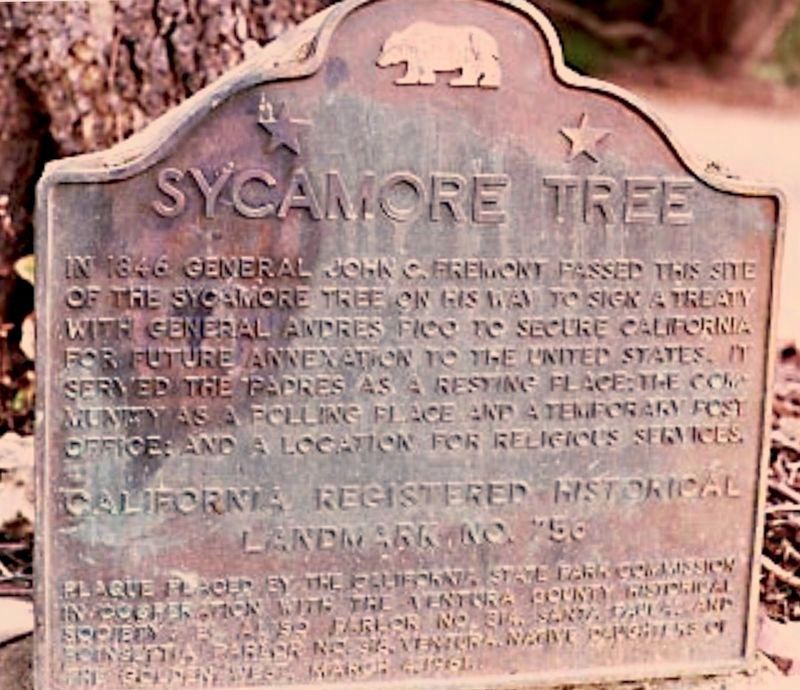 Sycamore Tree Marker. Click for full size. Sycamore Tree Marker image. Click for full size.
