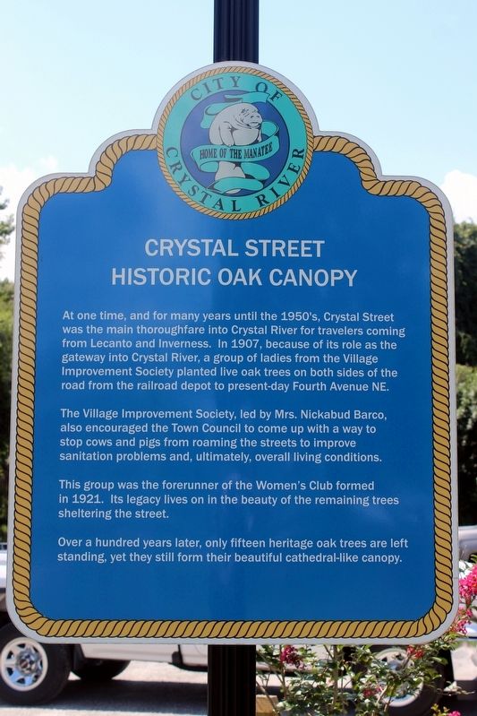Crystal Street Historic Oak Canopy Marker image. Click for full size.