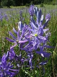 Camas image. Click for full size.