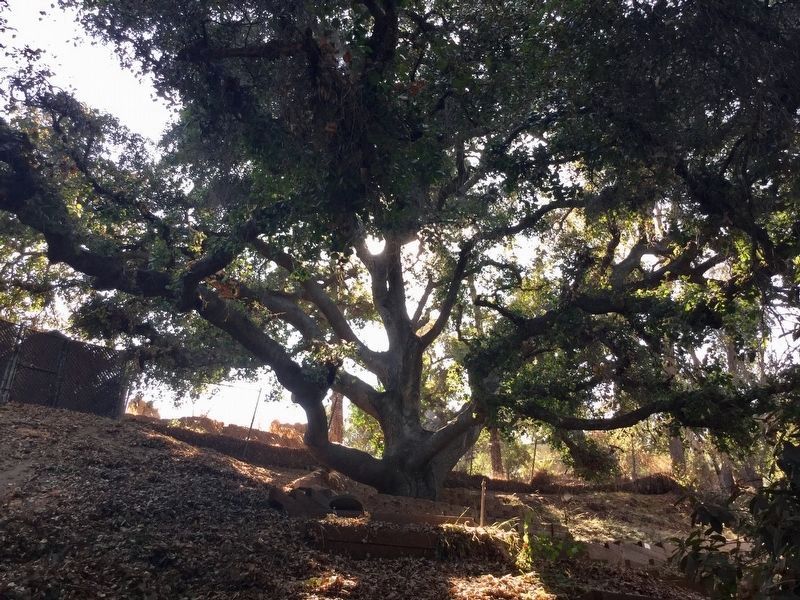 Old Oak Tree image. Click for full size.