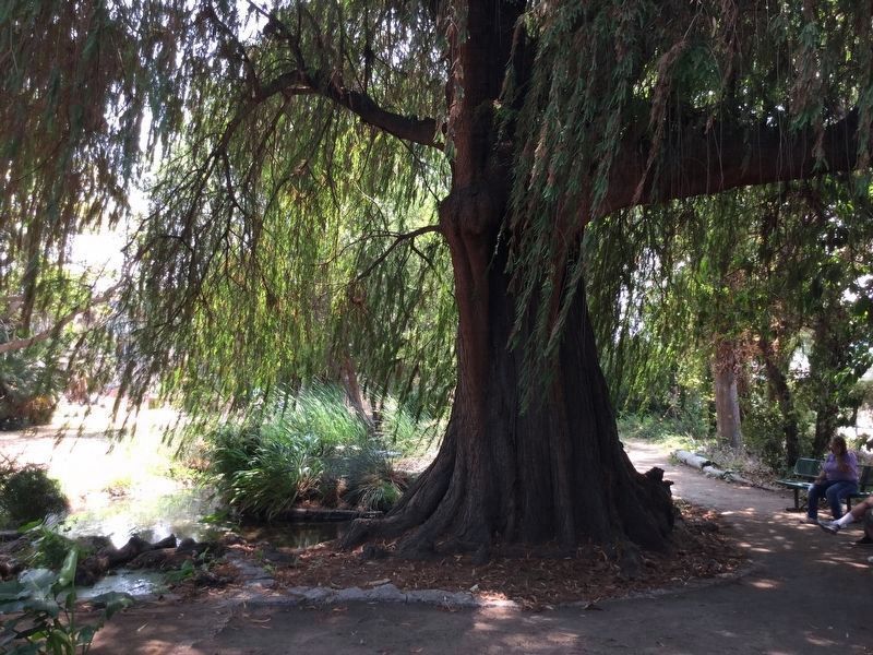 Sacred Tree, planted by the Tongva people. image. Click for full size.